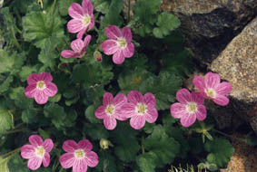 Erodium corsicum x reichardii